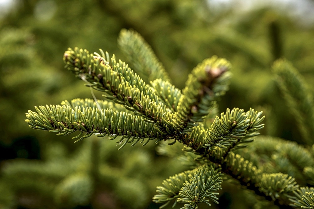 Macro di ramo di pino