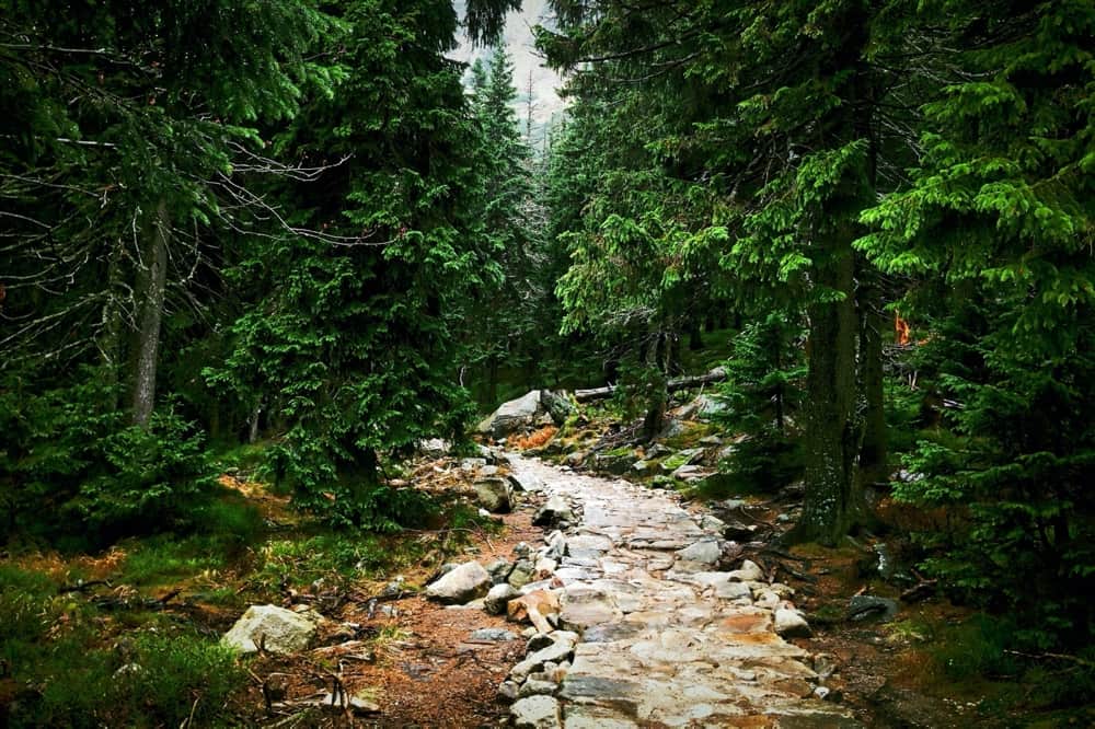 Scrivere preserva la sanità mentale - Sentiero nel bosco