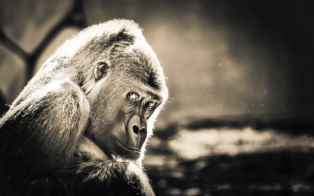 Your Evolution and Your Art Are Closely Linked