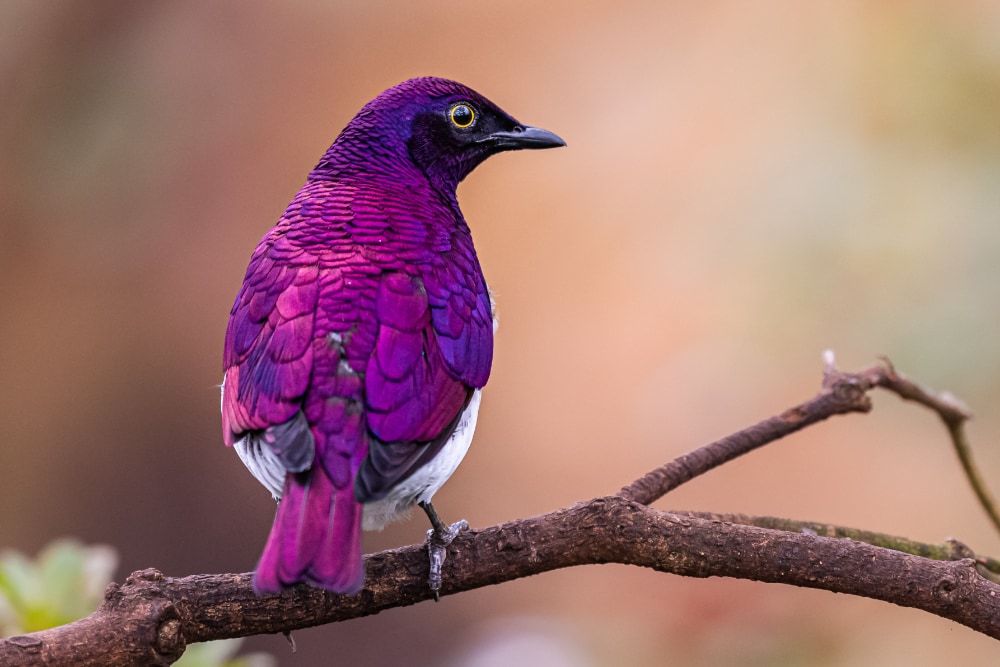 Splendido uccello viola su un ramo