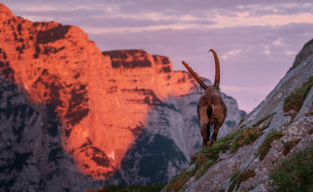 Uno stambecco visto da dietro s'incammina verso il tramonto. - Elimino i miei account social.
